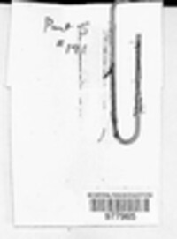 Puccinia dianthi image